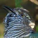 Image of Shining Bronze Cuckoo