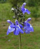 Image de Salvia thymoides Benth.