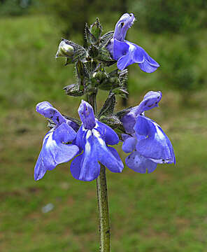 Image of Salvia thymoides Benth.