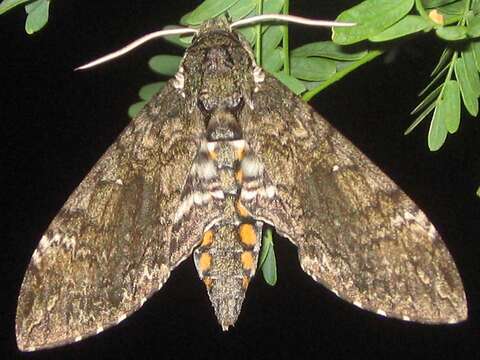 Image of Carolina sphinx