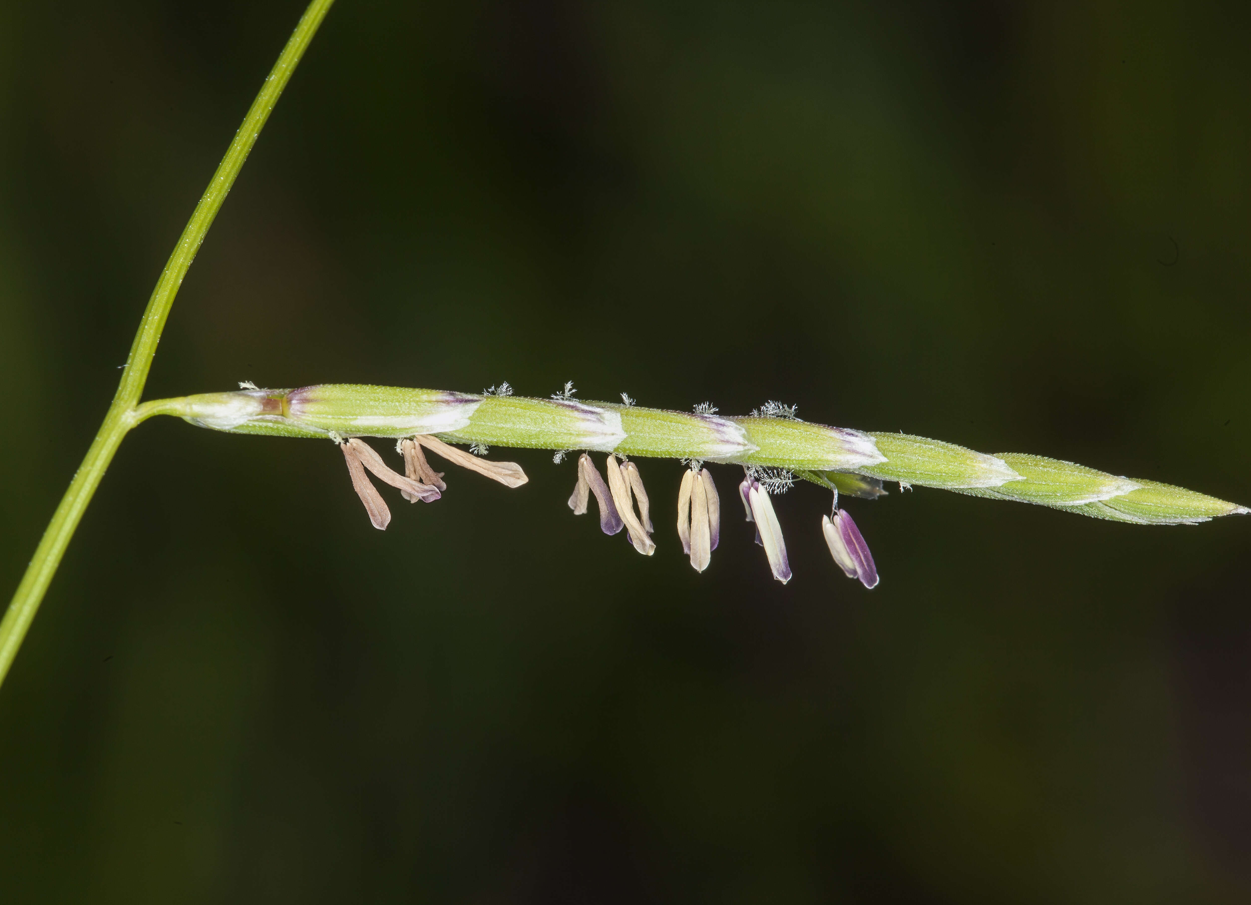 Image of semaphoregrass