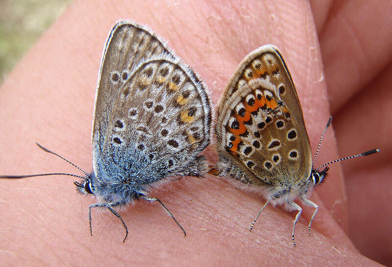 Image of Plebejus