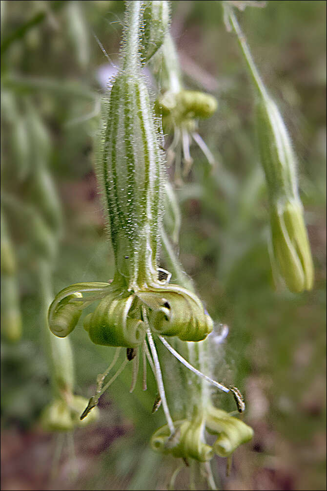 Silene nutans L. resmi