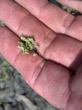 Image of barestem biscuitroot