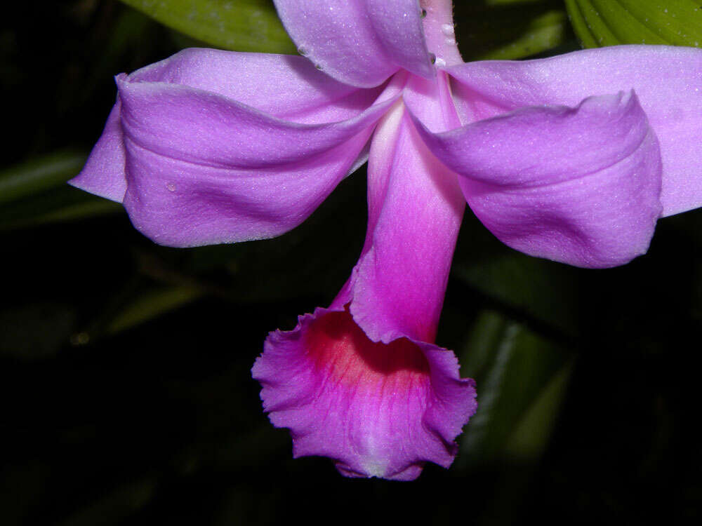 Image of Sobralia labiata Warsz. & Rchb. fil.