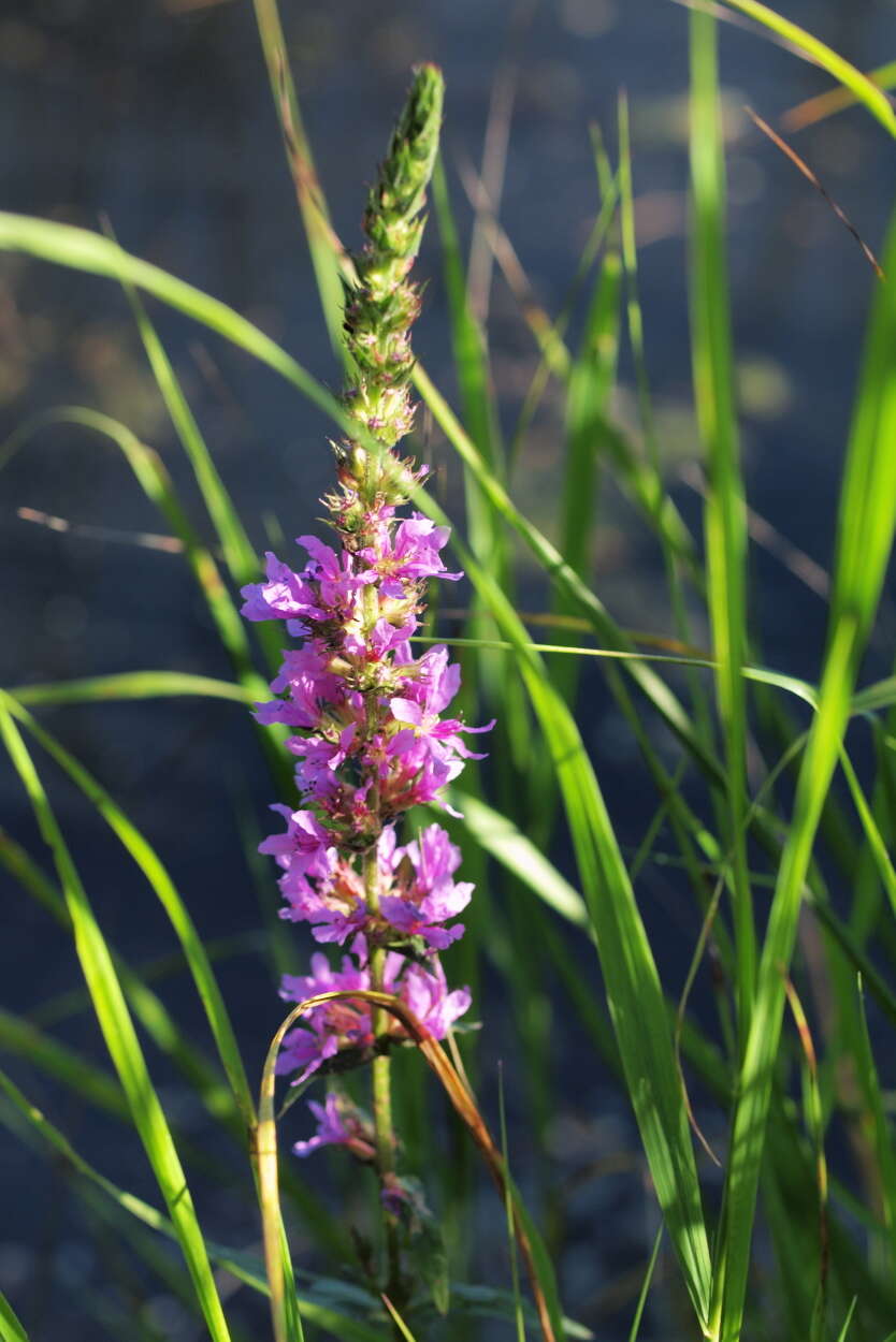 Image of loosestrife