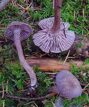 Image of Laccaria amethysteo-occidentales