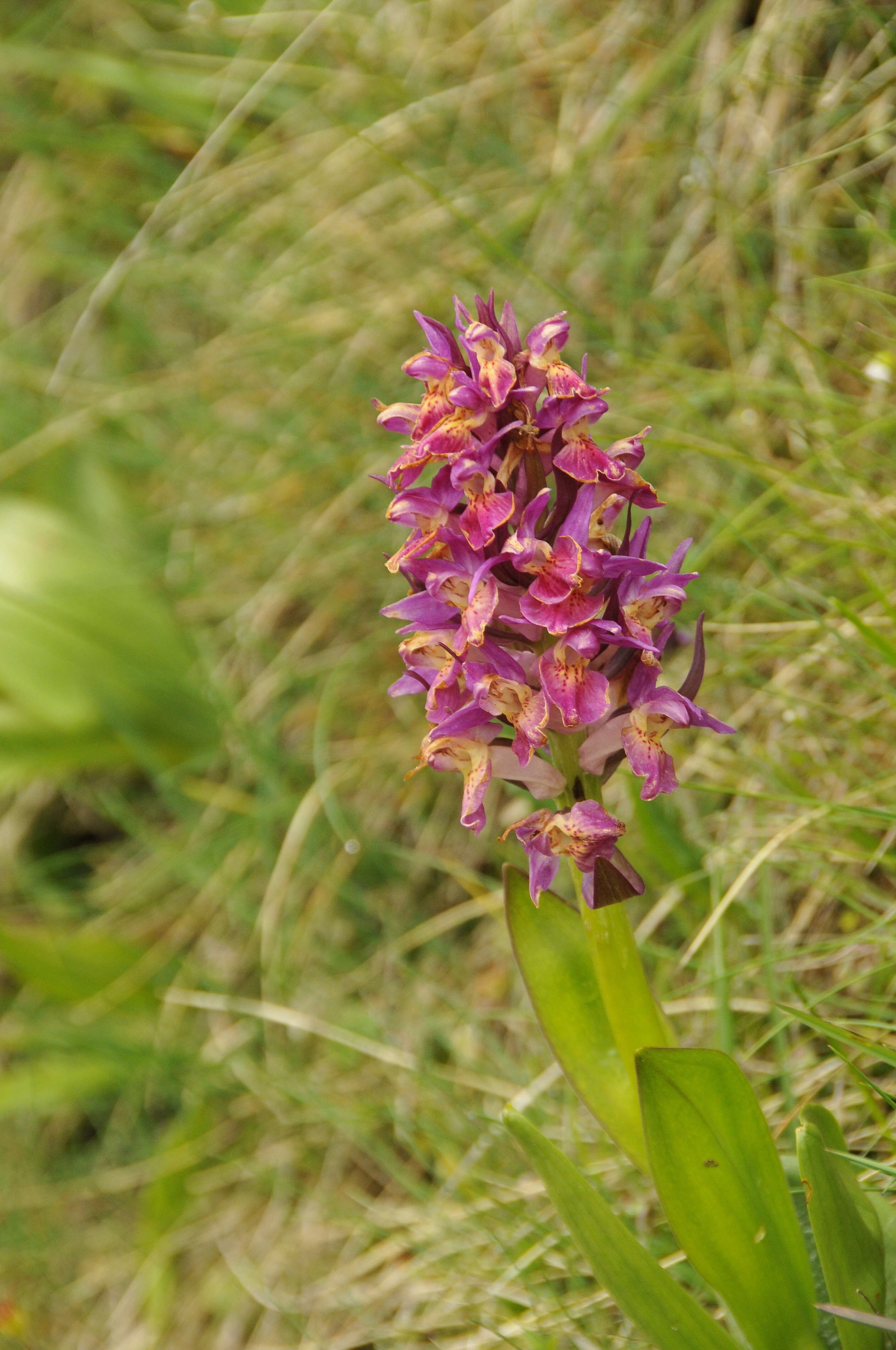 Image of Elder-flowered orchid