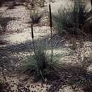 Image of Xanthorrhoea acaulis (A. T. Lee) D. J. Bedford