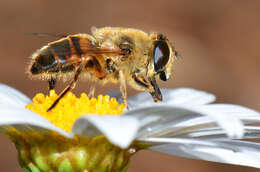 Image of Eristalis