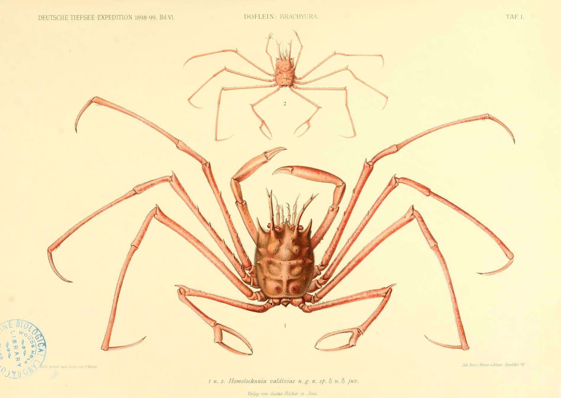Image of Homolochunia Doflein 1904