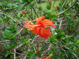 Image of Native Red Rose-Mallow