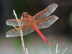 Image of Needham's Skimmer