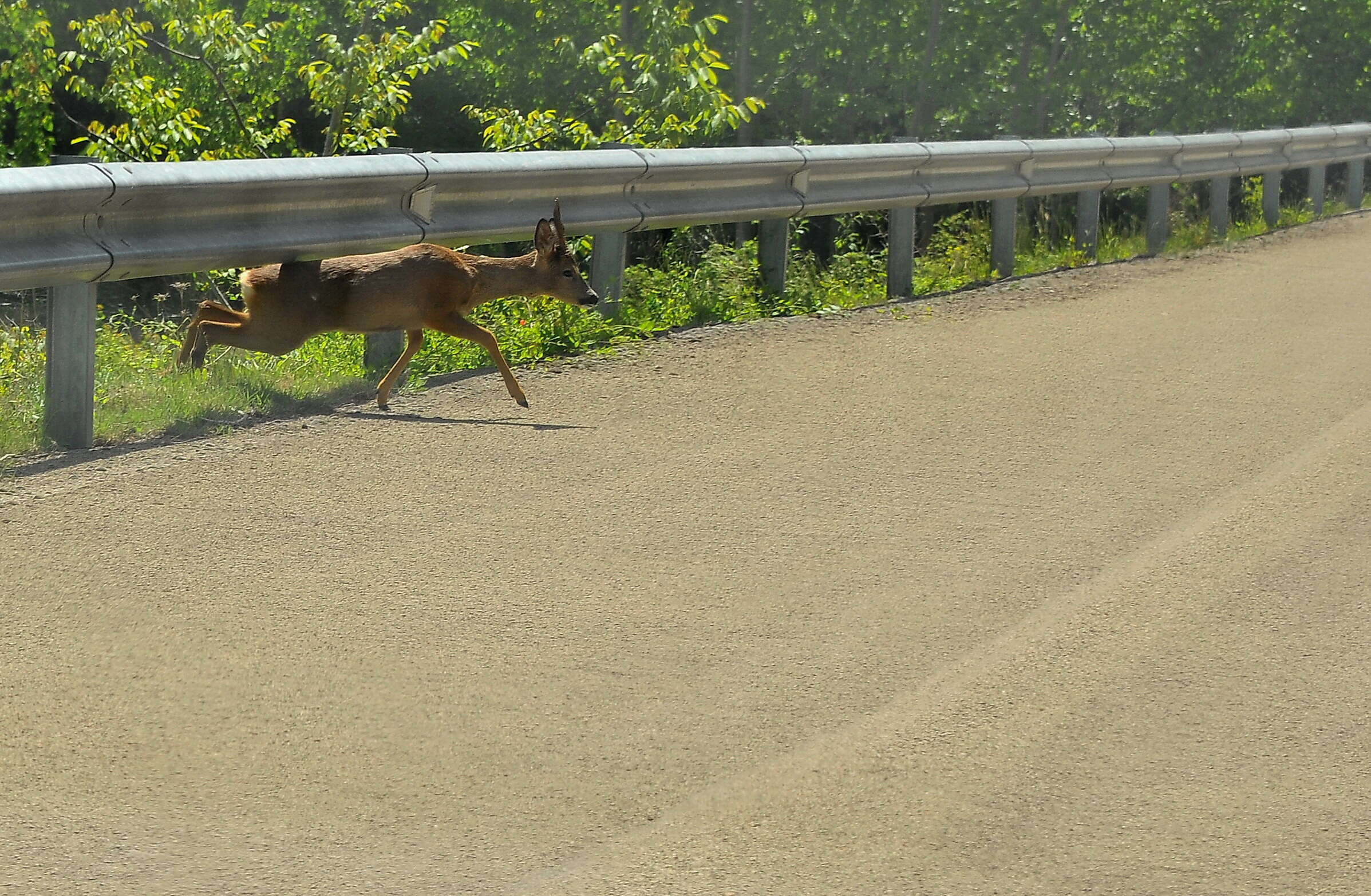 Image of Roe Deer