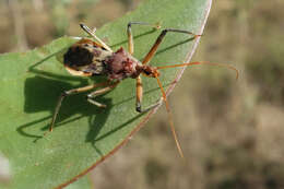 Image of Pristhesancus plagipennis Walker 1873