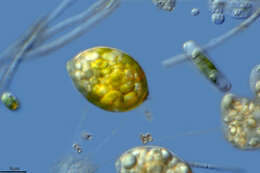 Image of Euglena viridis
