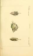 Image of warty dories