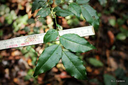 Diospyros acuta Thwaites的圖片