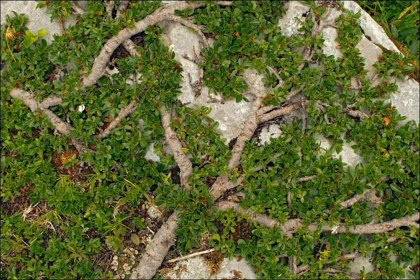 Image of Blunt-leaved Willow