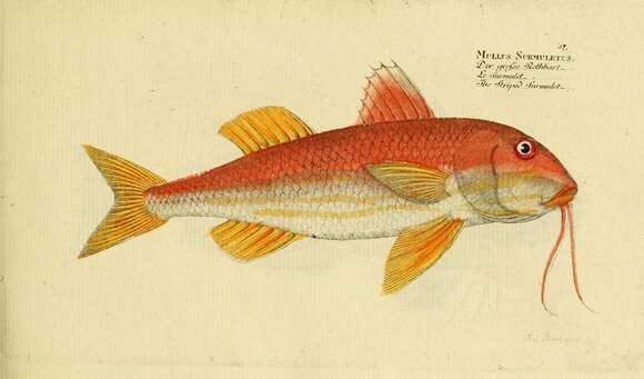 Image of Red Mullet