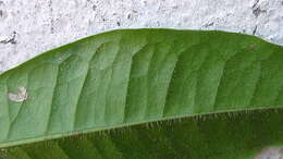 Image of Nyctagynaceae