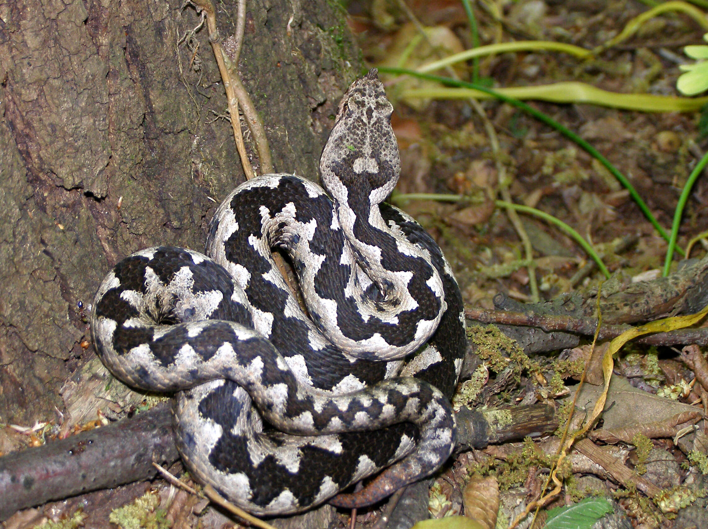 Image of Vipera ammodytes ammodytes (Linnaeus 1758)