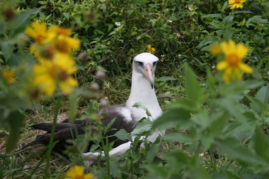 Image de Albatros de Laysan