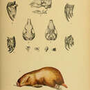 Notoryctes typhlops (Stirling 1889) resmi