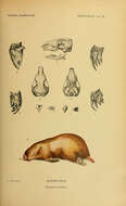 Image of marsupial mole