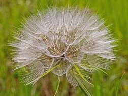 Image of goatsbeard