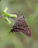 Image of Long-tailed Skipper