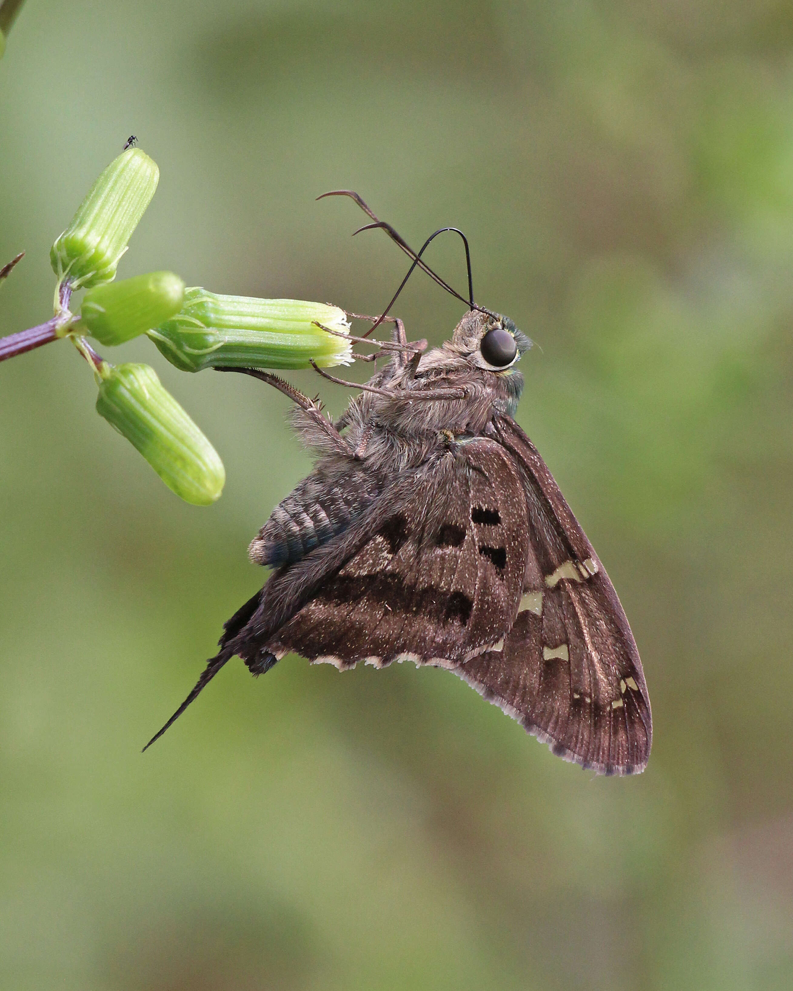 Image of Long-tailed Skipper