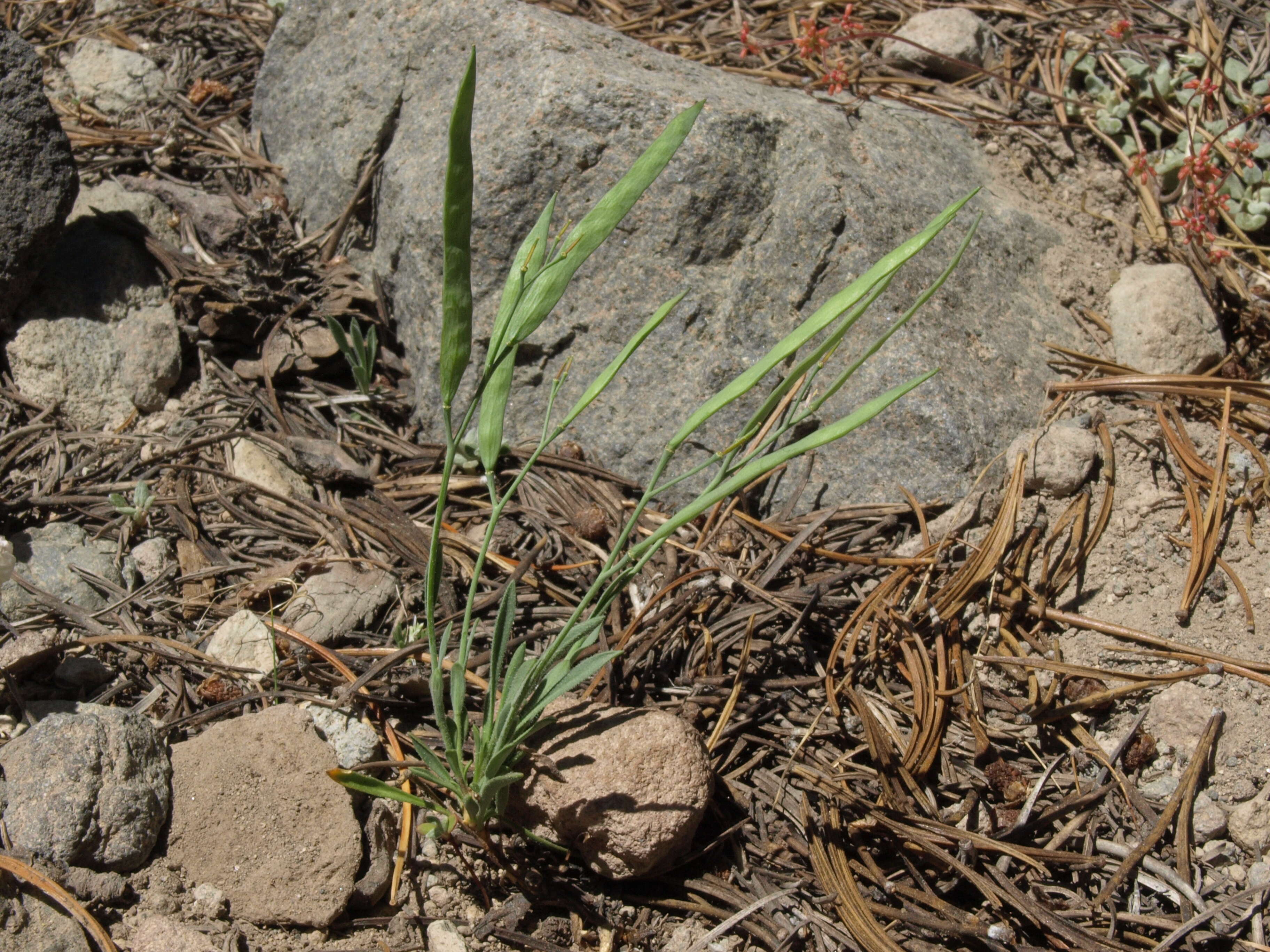 Image of pioneer rockcress