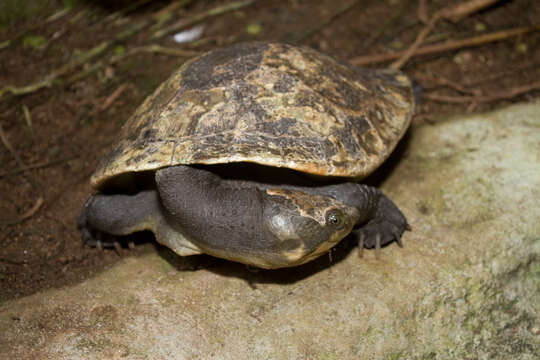 Image of New Guinea Snapper