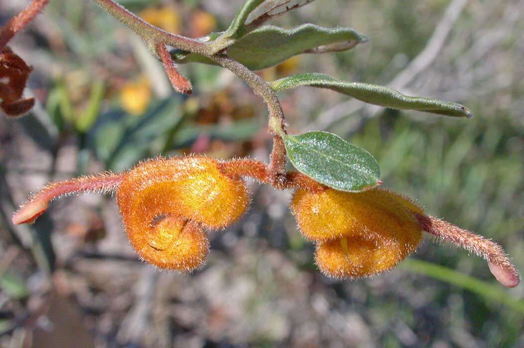 Image of Grevillea chrysophaea Meissn.