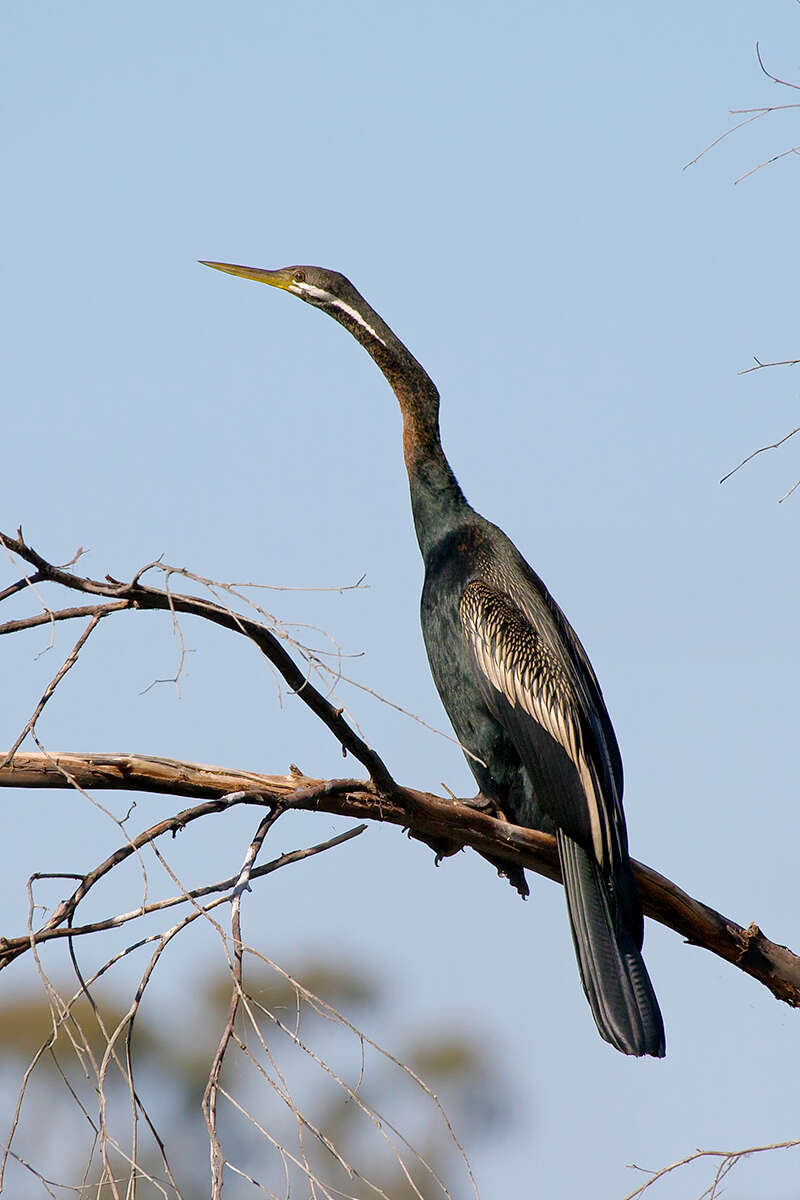 Image de Anhinga d'Australie