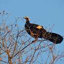 Image of Common Piping Guan