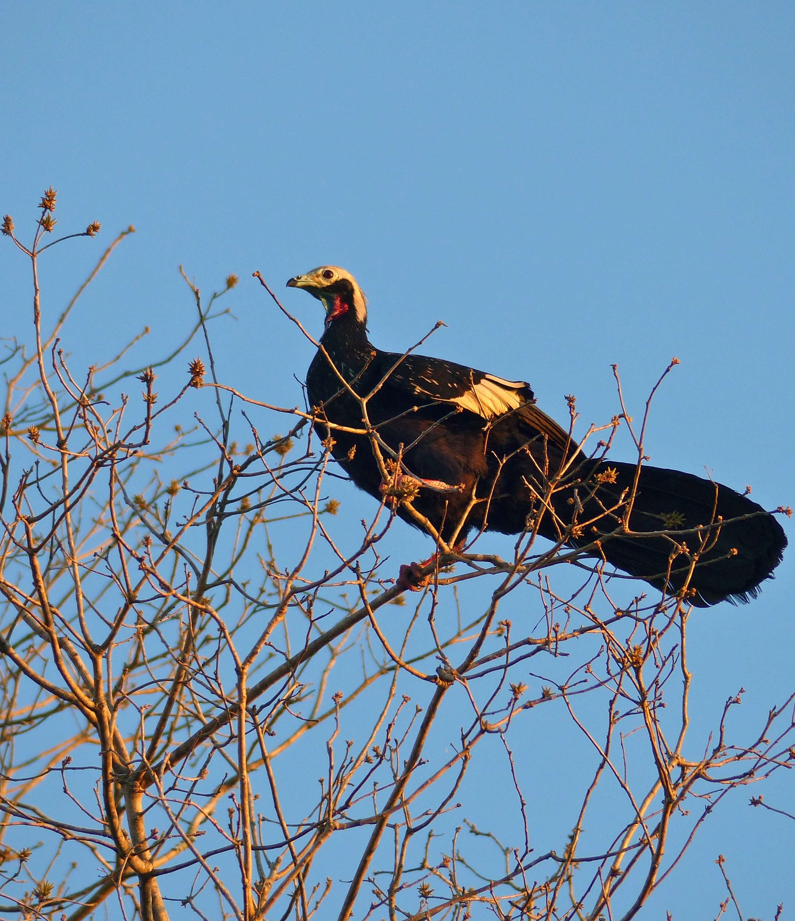 Image of Piping guan