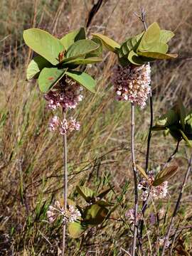 Image of Pterandra