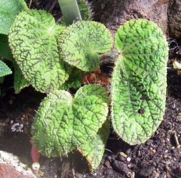 Image of Begonia sizemoreae Kiew