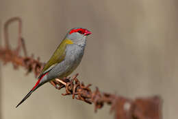 Image of Red-browed Finch