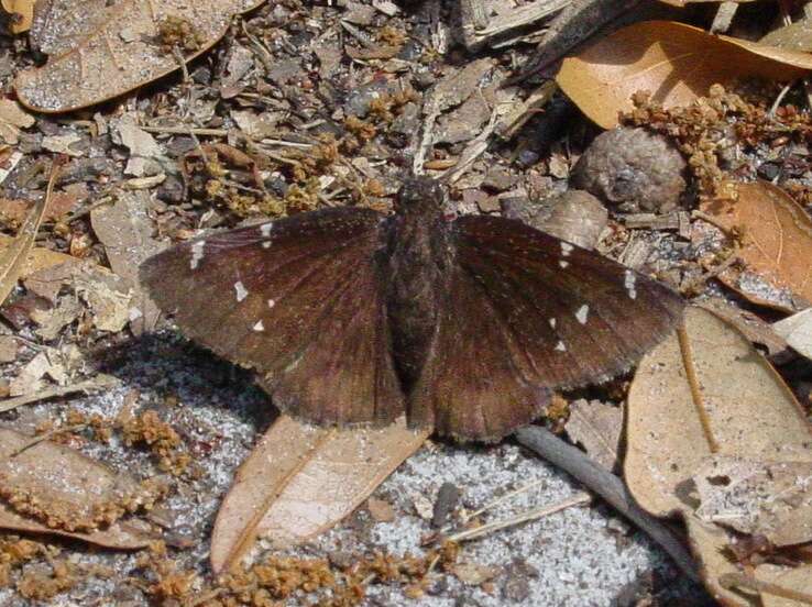 Image of Northern Cloudywing