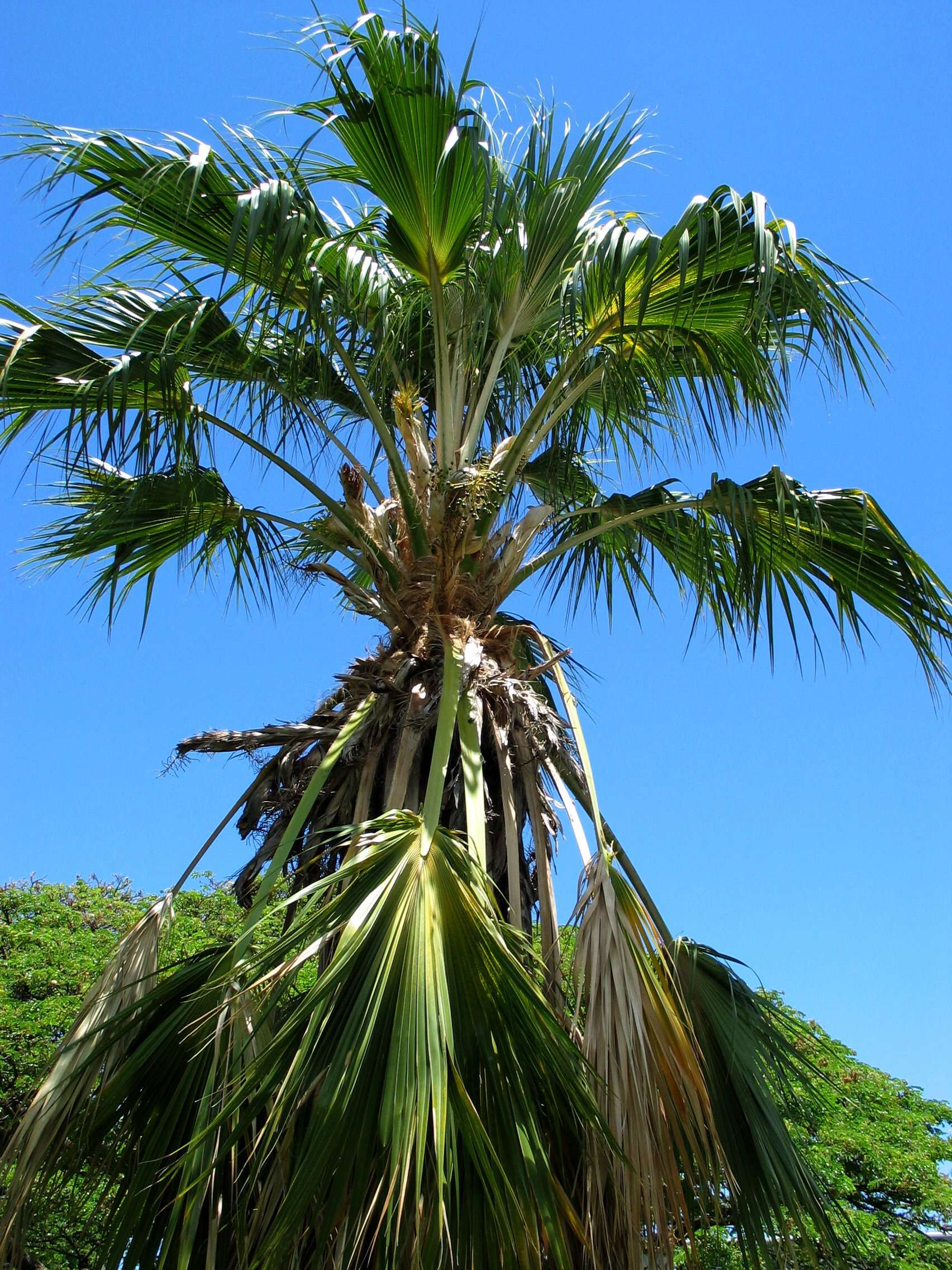 Pritchardia napaliensis H. St. John的圖片