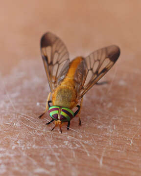 Image of Yellow Fly of the Dismal Swamp