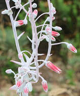 Image of Dudleya anthonyi Rose ex Britton & Rose