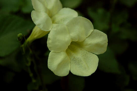 Image of Chinese violet