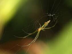 Image of Leucauge decorata (Blackwall 1864)