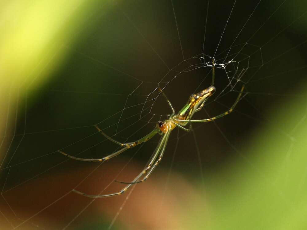 Image of Leucauge decorata (Blackwall 1864)