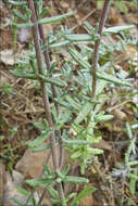 Image of Teucrium capitatum L.