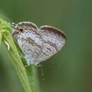 Image of Catopyrops florinda (Butler 1877)